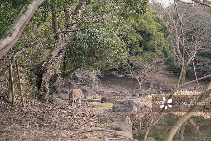在奈良图片素材