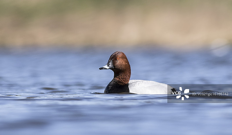 红头潜鸭图片素材