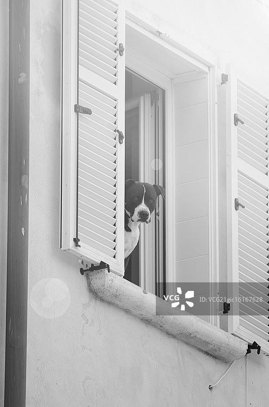 斗牛犬图片素材