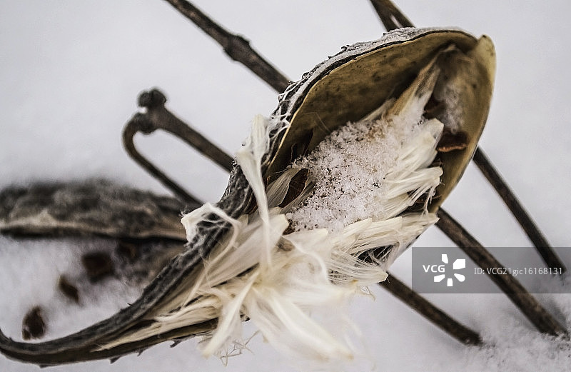 积雪覆盖的马利筋图片素材