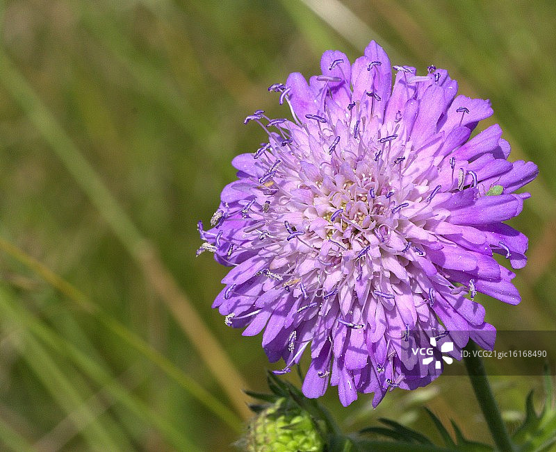 野生蓝盆花图片素材