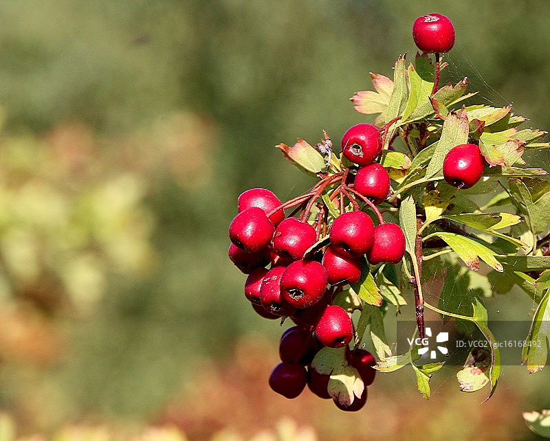 山楂果图片素材