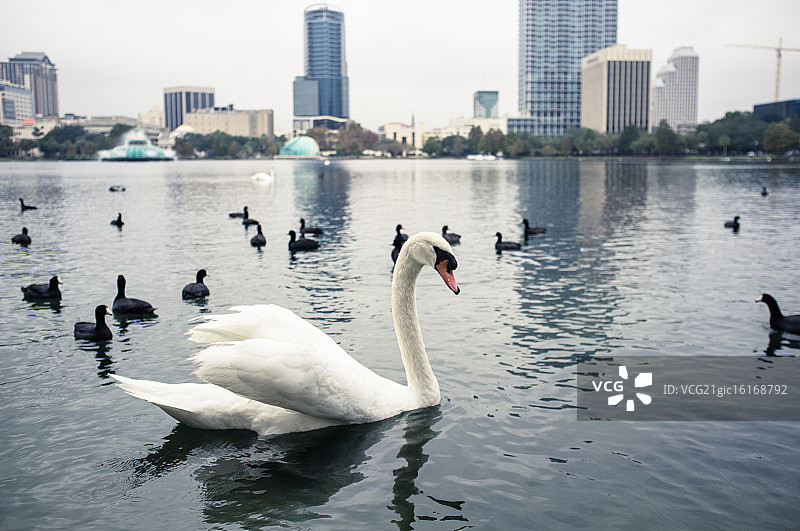 伊奥拉湖中的天鹅和骨顶鸡图片素材