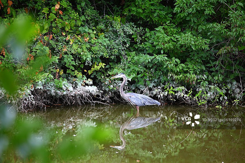 栖息在湖边的苍鹭图片素材