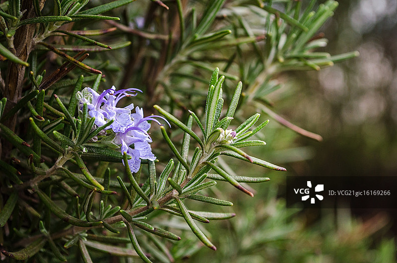 迷迭香花图片素材