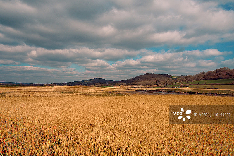 德文郡的春天！图片素材