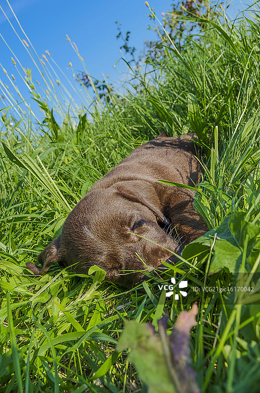 小狗需要睡觉图片素材