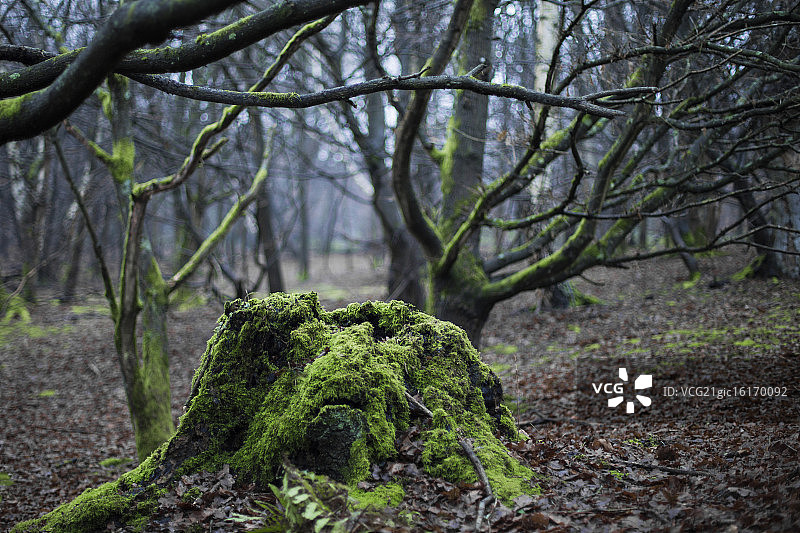 埃pping森林苔藓林图片素材