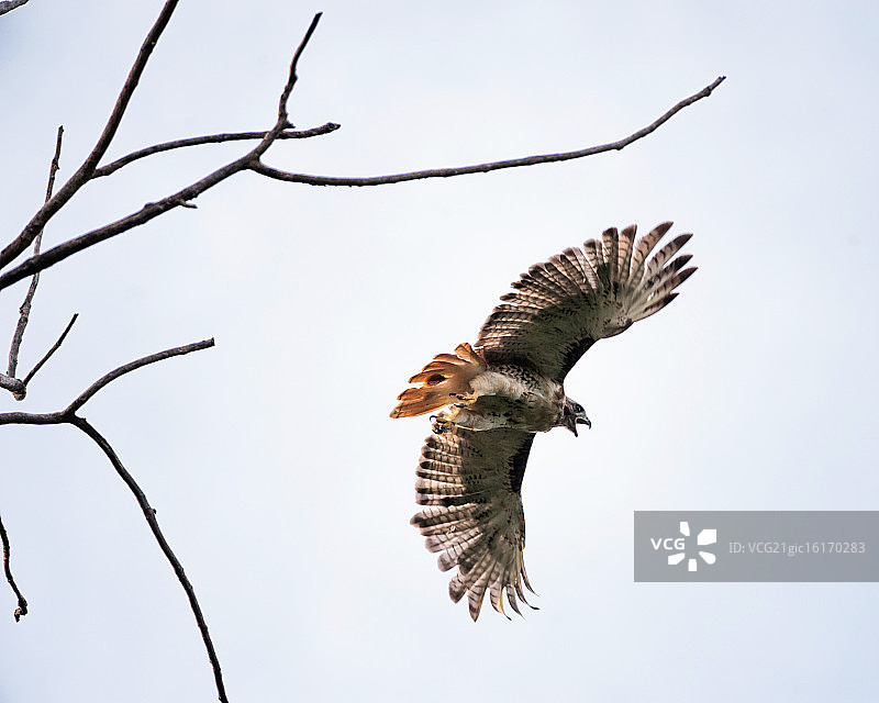 正在移动的红尾鹰图片素材