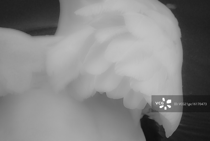 白色低语图片素材