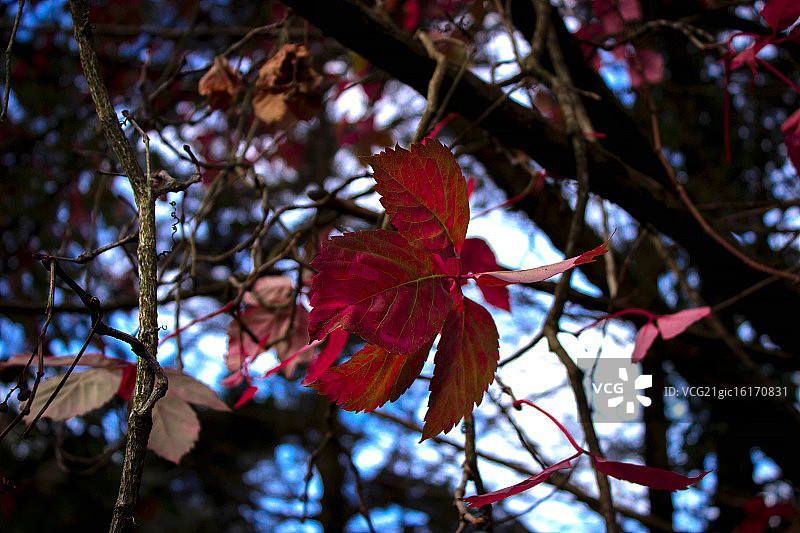 辛特拉的秋天图片素材