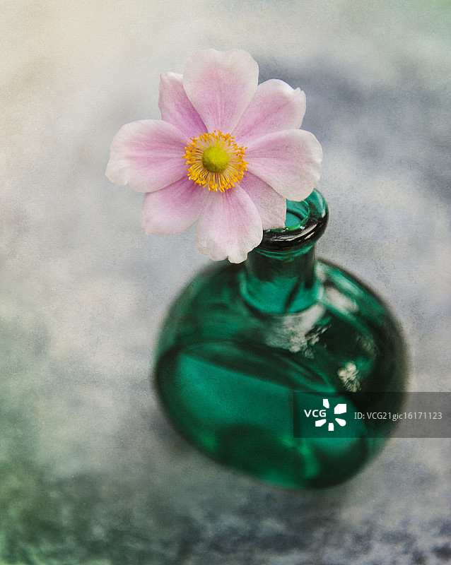 日本银莲花图片素材