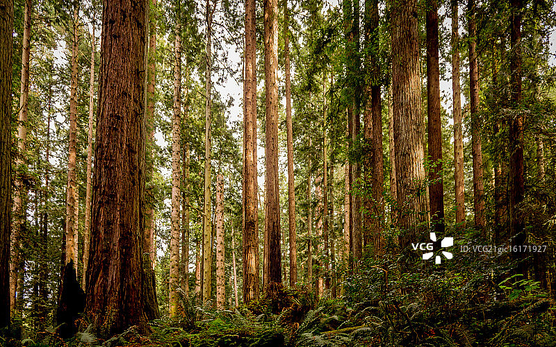 红杉森林图片素材