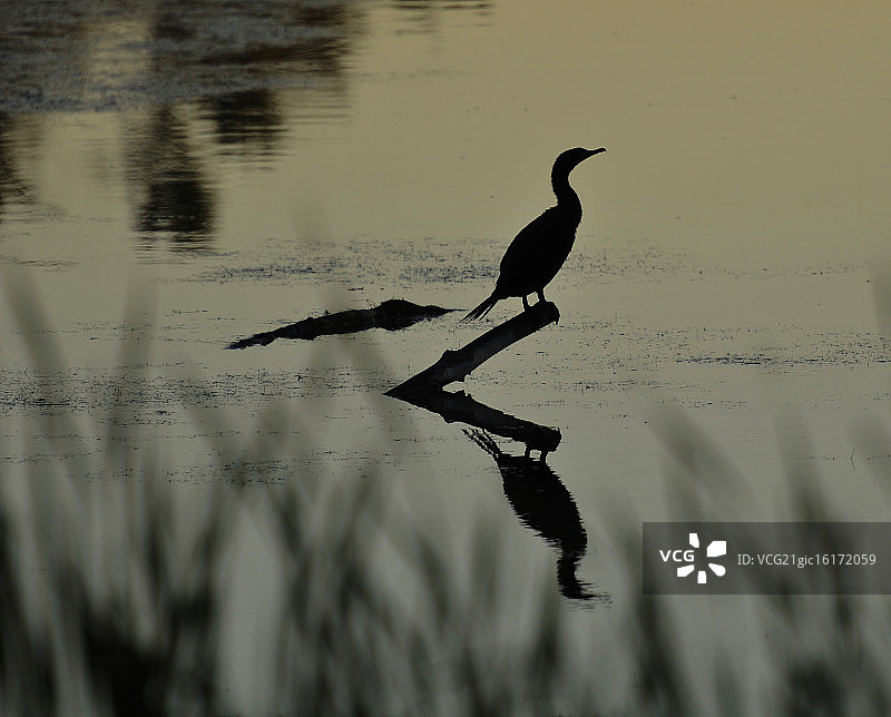 日落垂钓图片素材