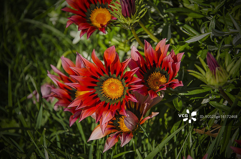 百日菊图片素材