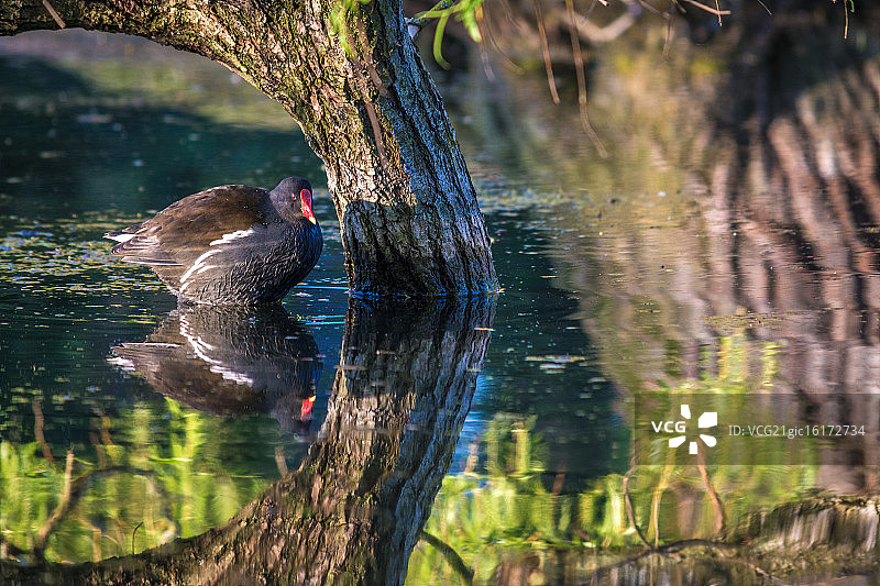 黑水鸡图片素材