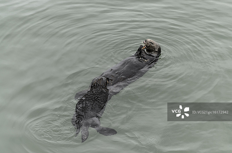 海獭和它的宝宝图片素材