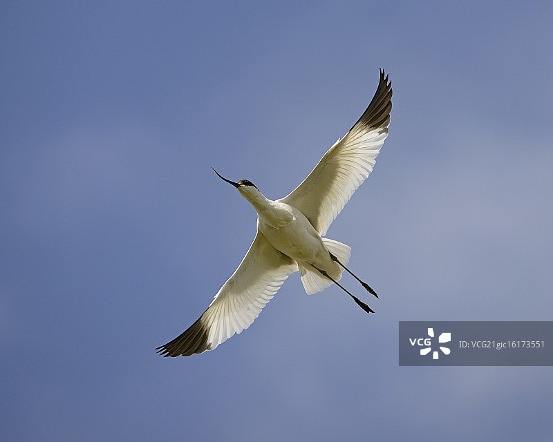 飞行中的反嘴鹬图片素材