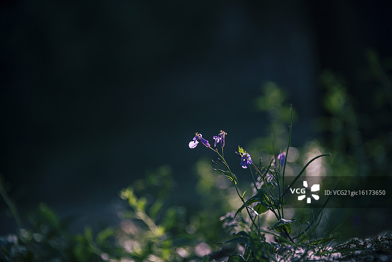 诸葛菜图片素材
