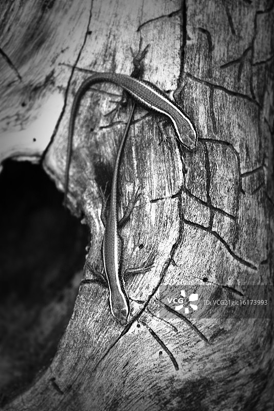 原木上的石龙子图片素材