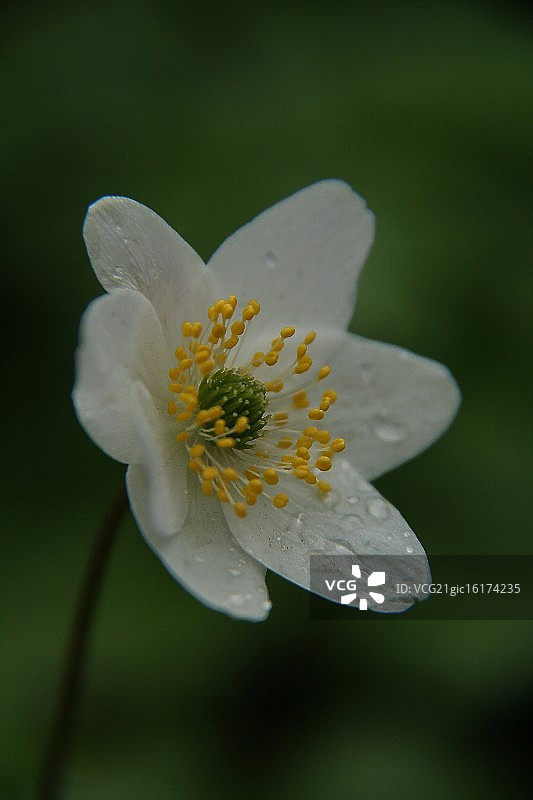 银莲花图片素材