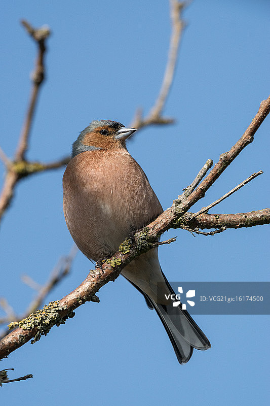 苍头燕雀，vink图片素材