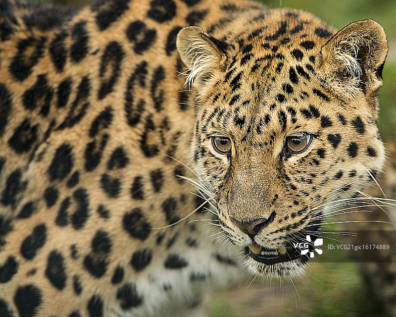 黑龙江豹图片素材