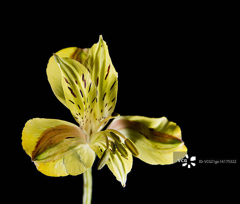 六出花图片素材