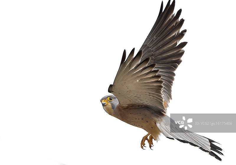 一只雄性 Falcon naumanni图片素材