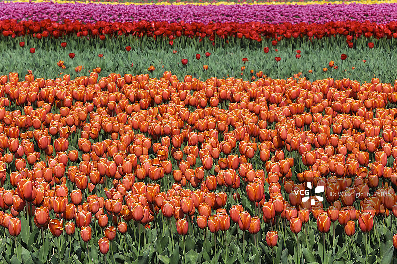 库肯霍夫花园图片素材