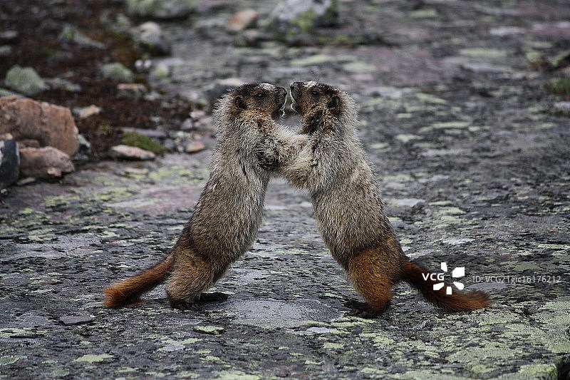 为争夺配偶而战的旱獭图片素材