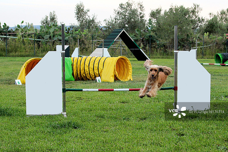 狗狗敏捷性训练图片素材
