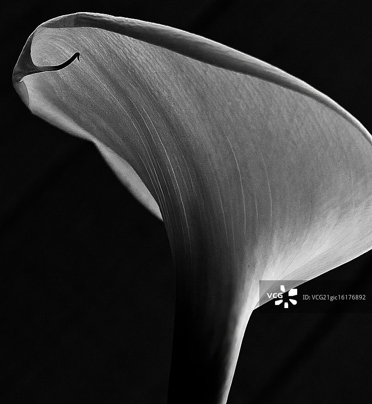 夜 Lily图片素材