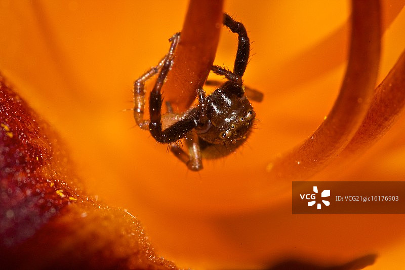 老虎百合花中的蜘蛛图片素材