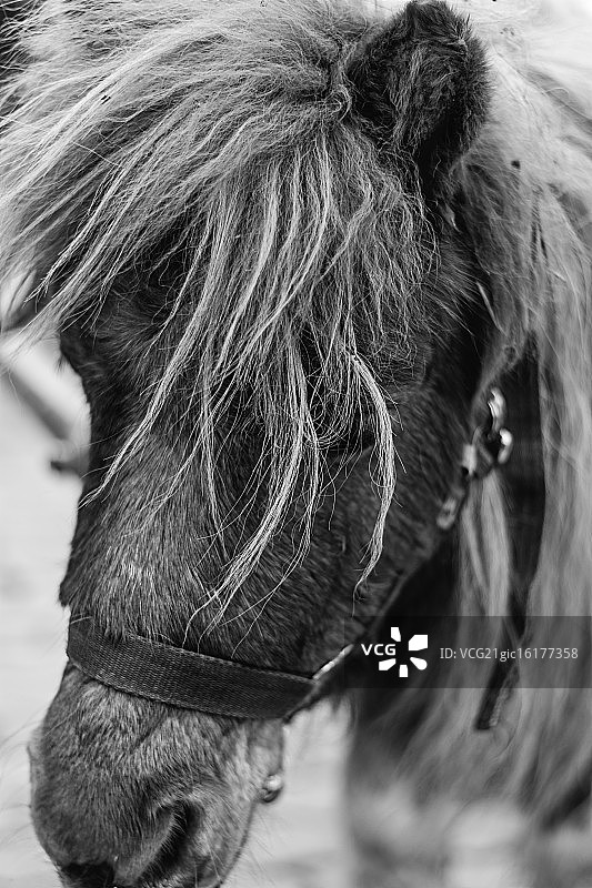 黑白设得兰小马图片素材