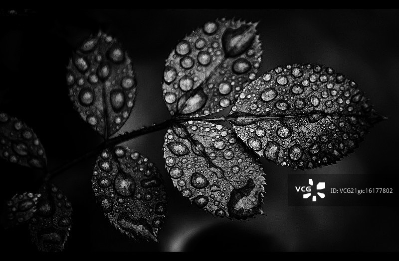 粗体水滴图片素材