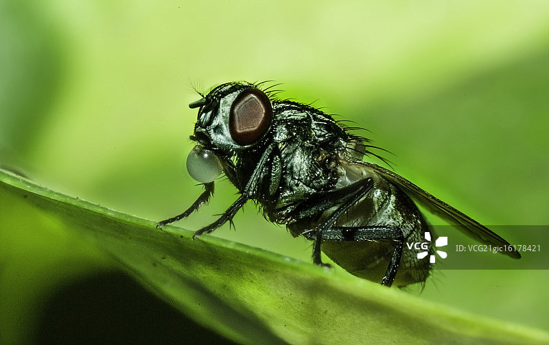 家蝇图片素材