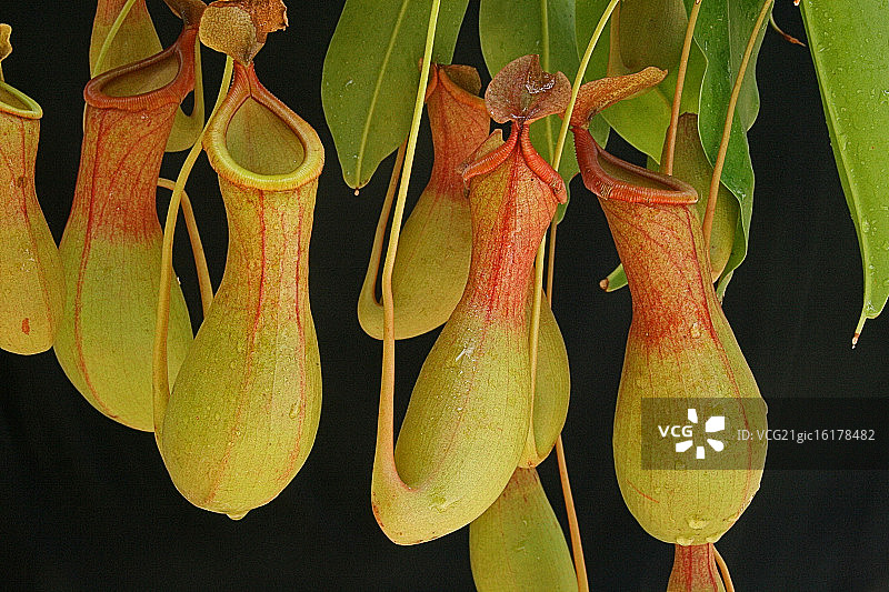 猪笼草图片素材