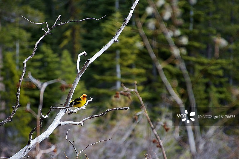 西方裸鼻雀图片素材