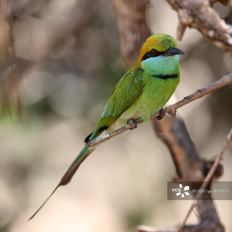 绿色的食蜂鸟图片素材