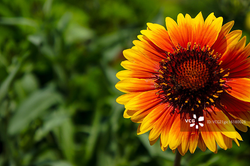 黄红色天人菊图片素材
