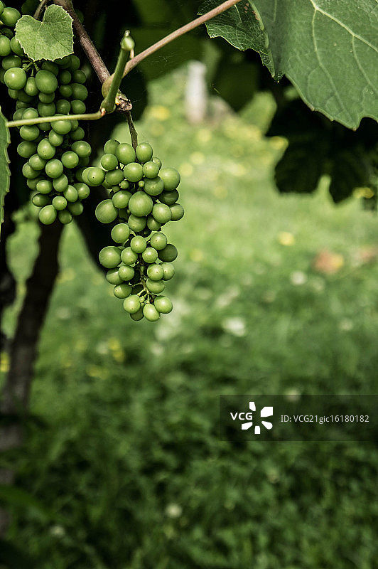 未成熟的葡萄图片素材