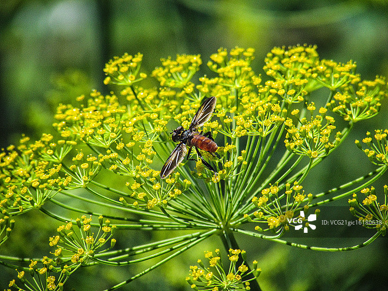 花园系列：莳萝上的食蚜蝇图片素材