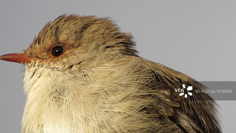 眼睛看着你图片素材