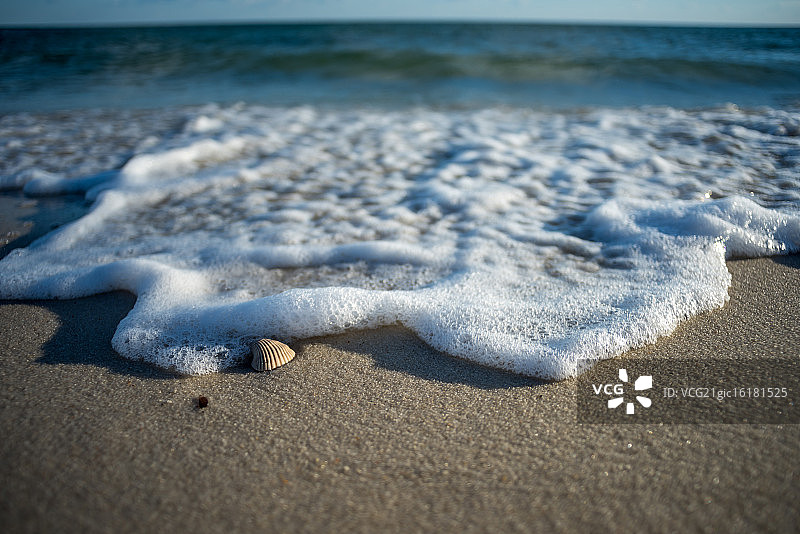 海边的贝壳图片素材