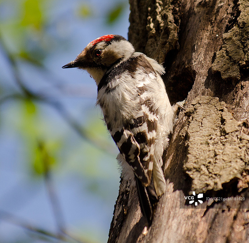 啄木鸟图片素材