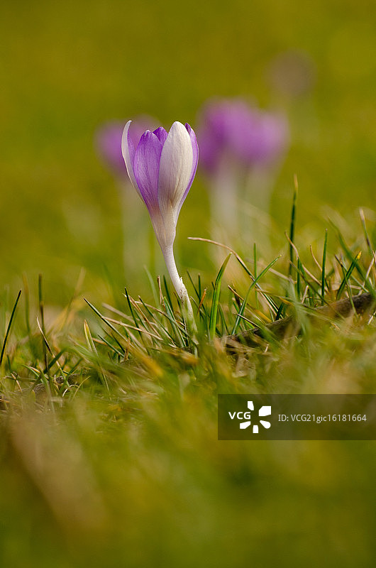 二月的番红花图片素材