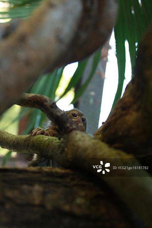 侏儒狨猴图片素材