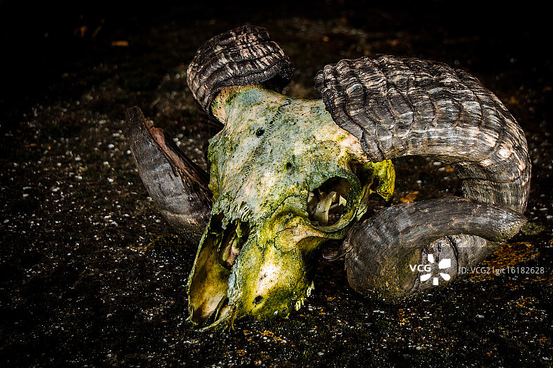 磨损的公羊图片素材