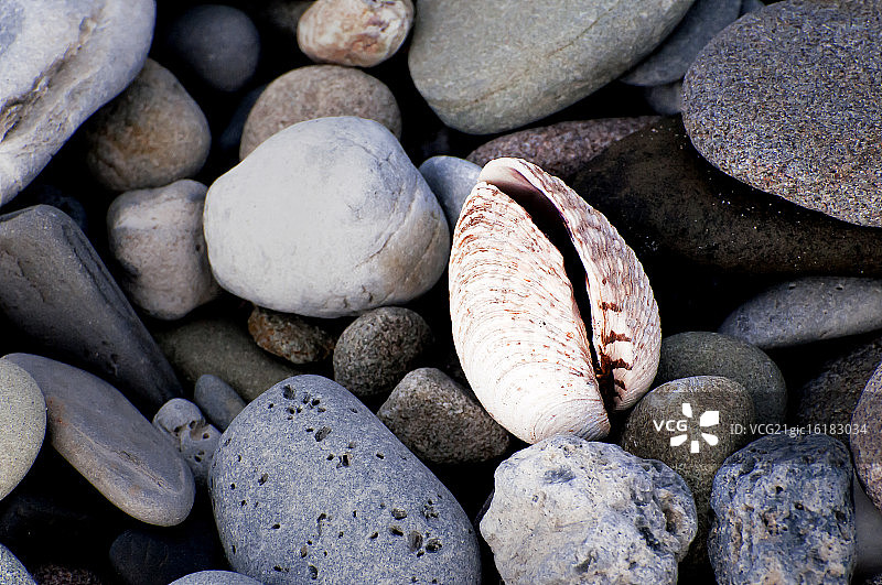 鸟蛤壳与狗图片素材
